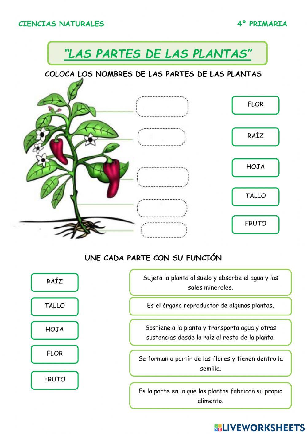 Las partes de las plantas