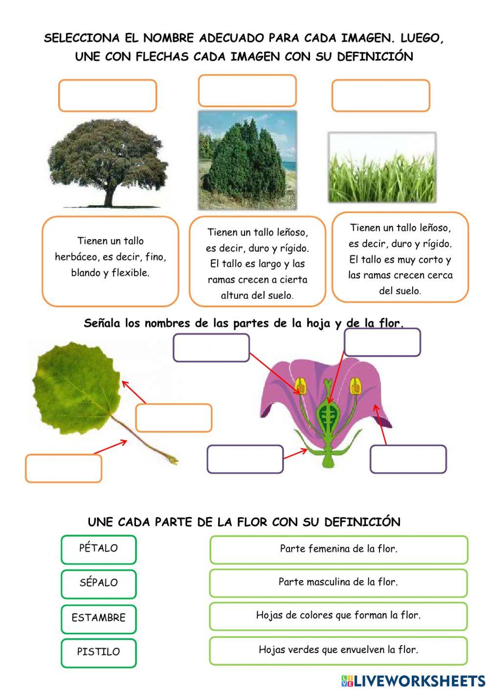 Las partes de las plantas Las partes de las plantas