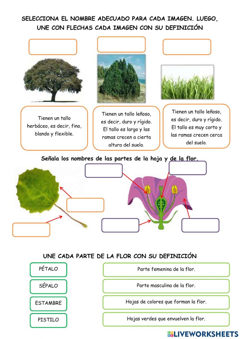 Las partes de las plantas