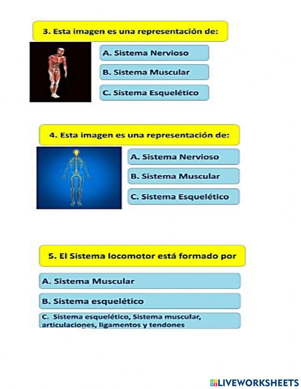 Sistema locomotor