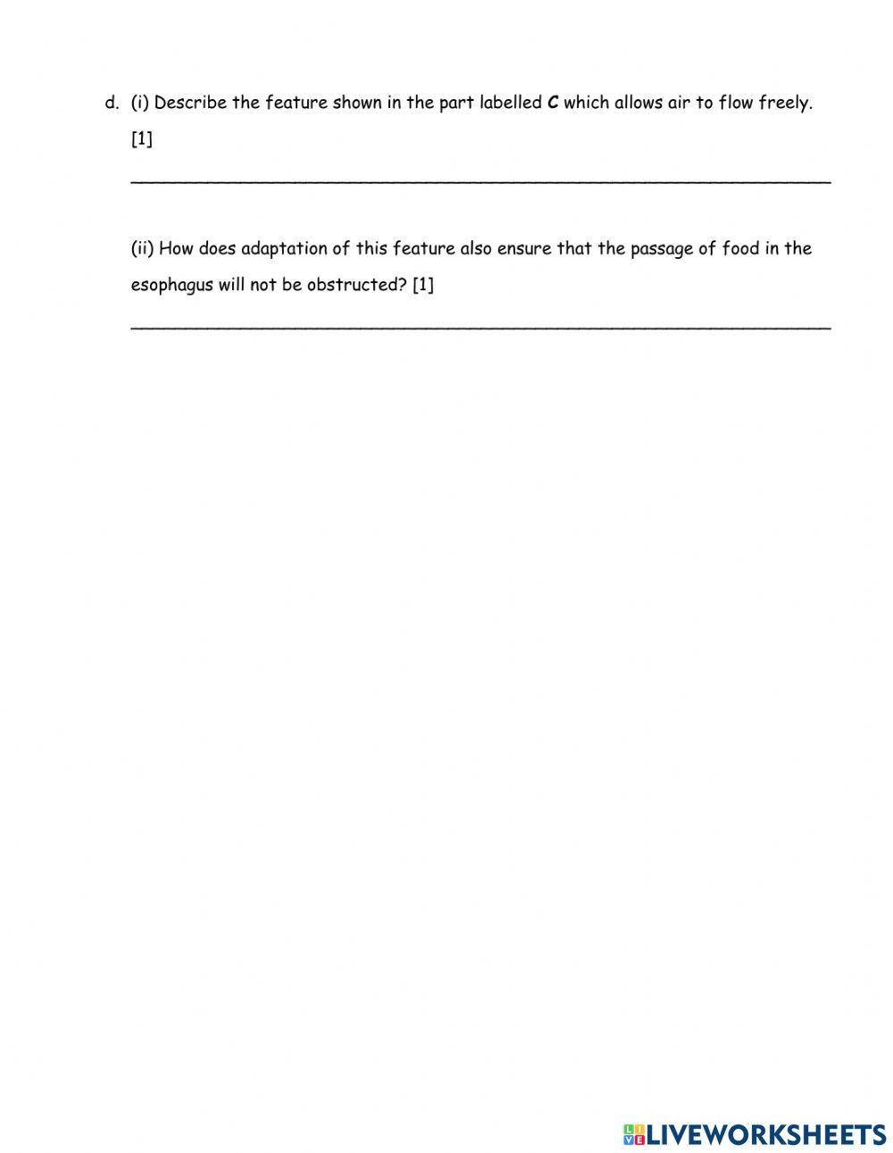Parts of the Respiratory System Worksheet