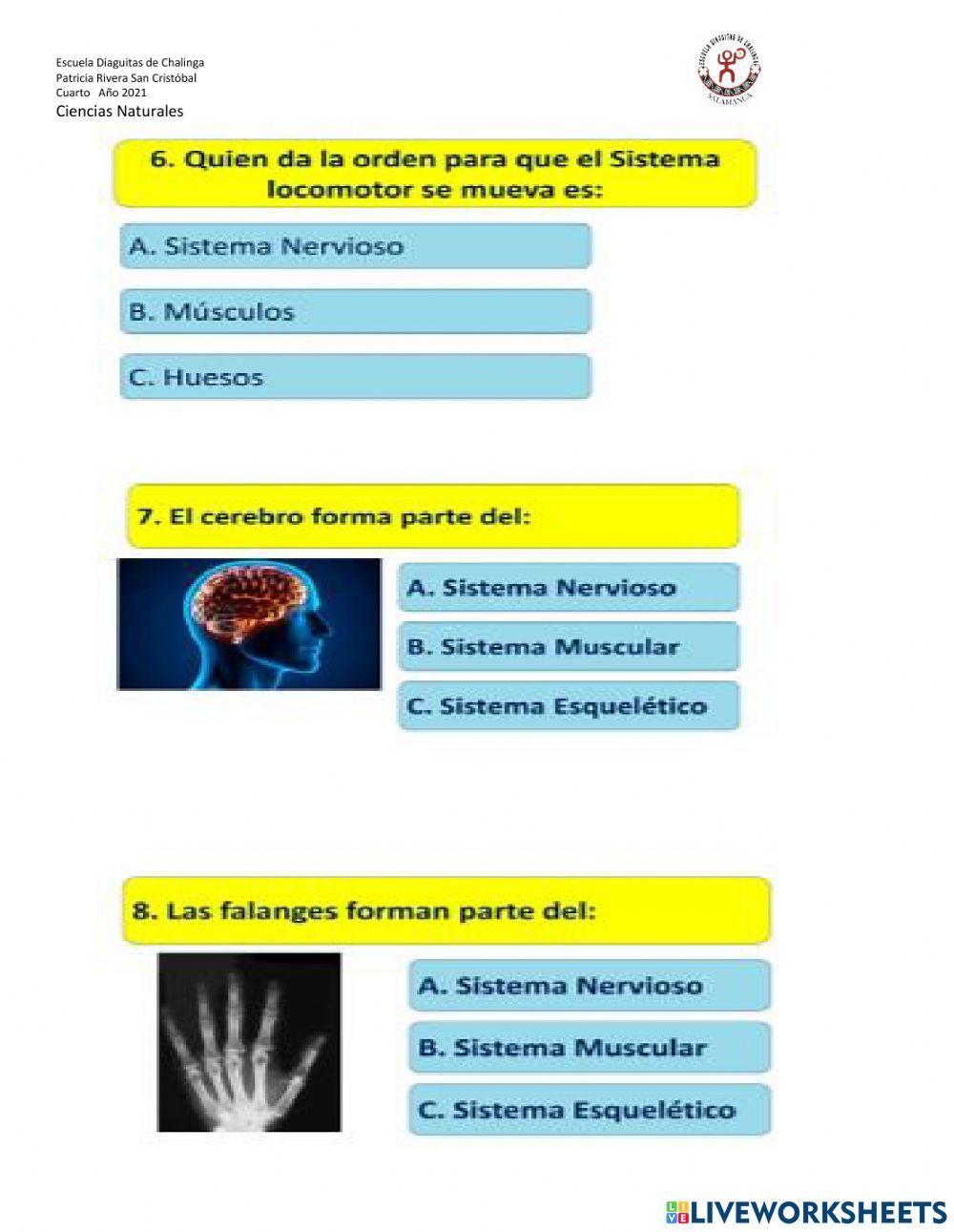¿Qué permite que mi cuerpo se mueva?