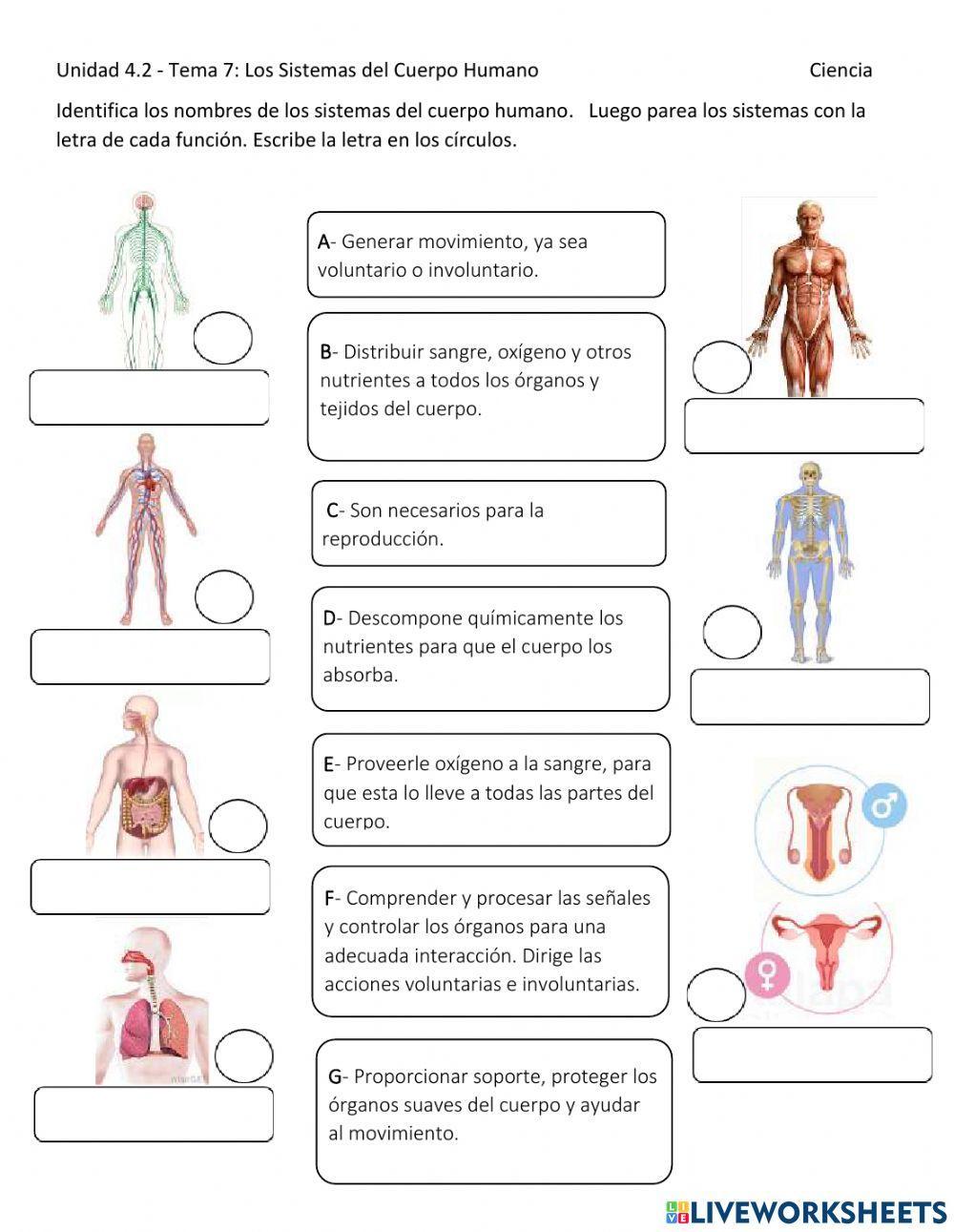 Sistemas del cuerpo humano Sistemas del cuerpo humano