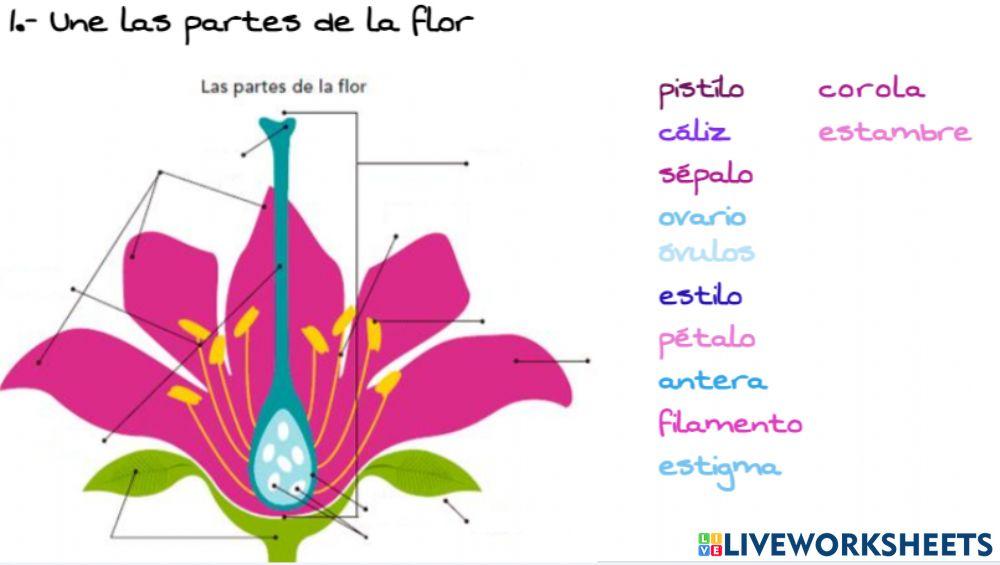 Partes de la flor 1