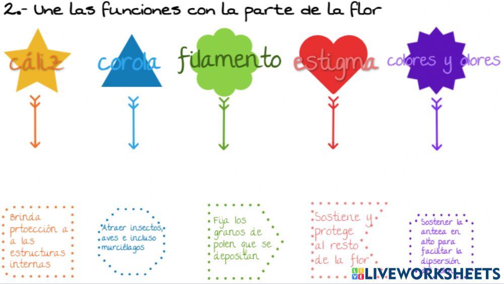 Partes de la flor 2