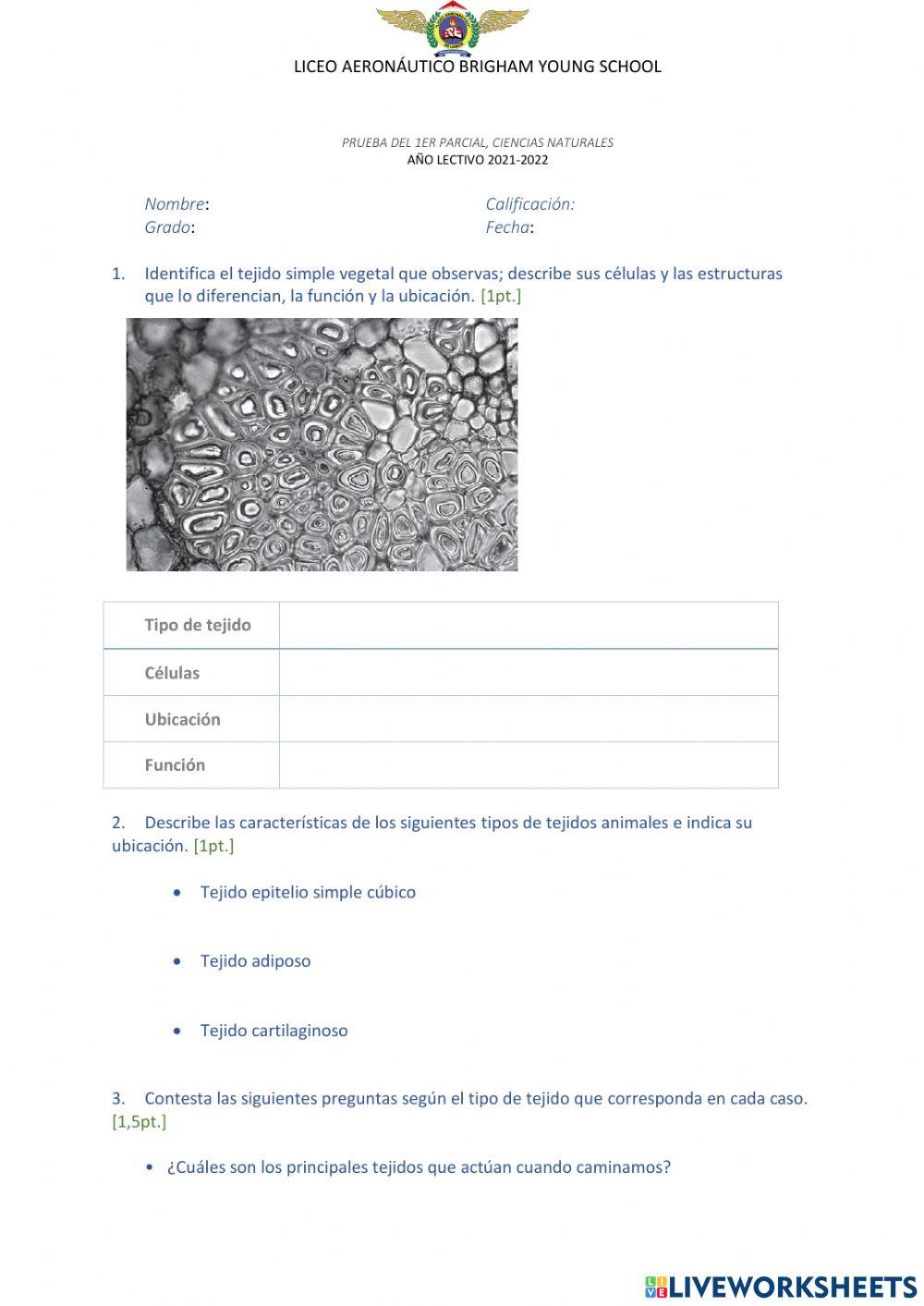 Prueba del 1er parcial