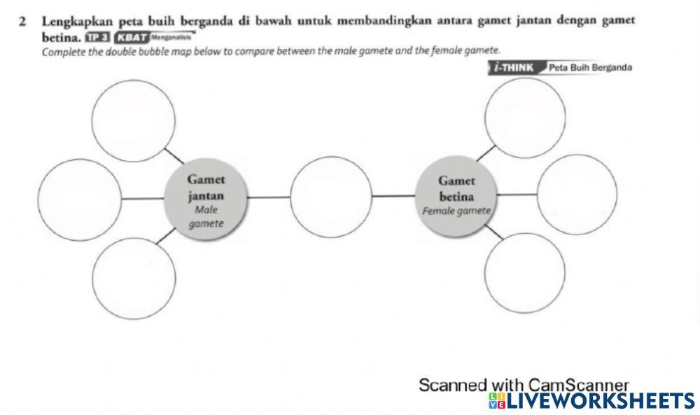 Gamet jantan vs betina Gamet jantan vs betina