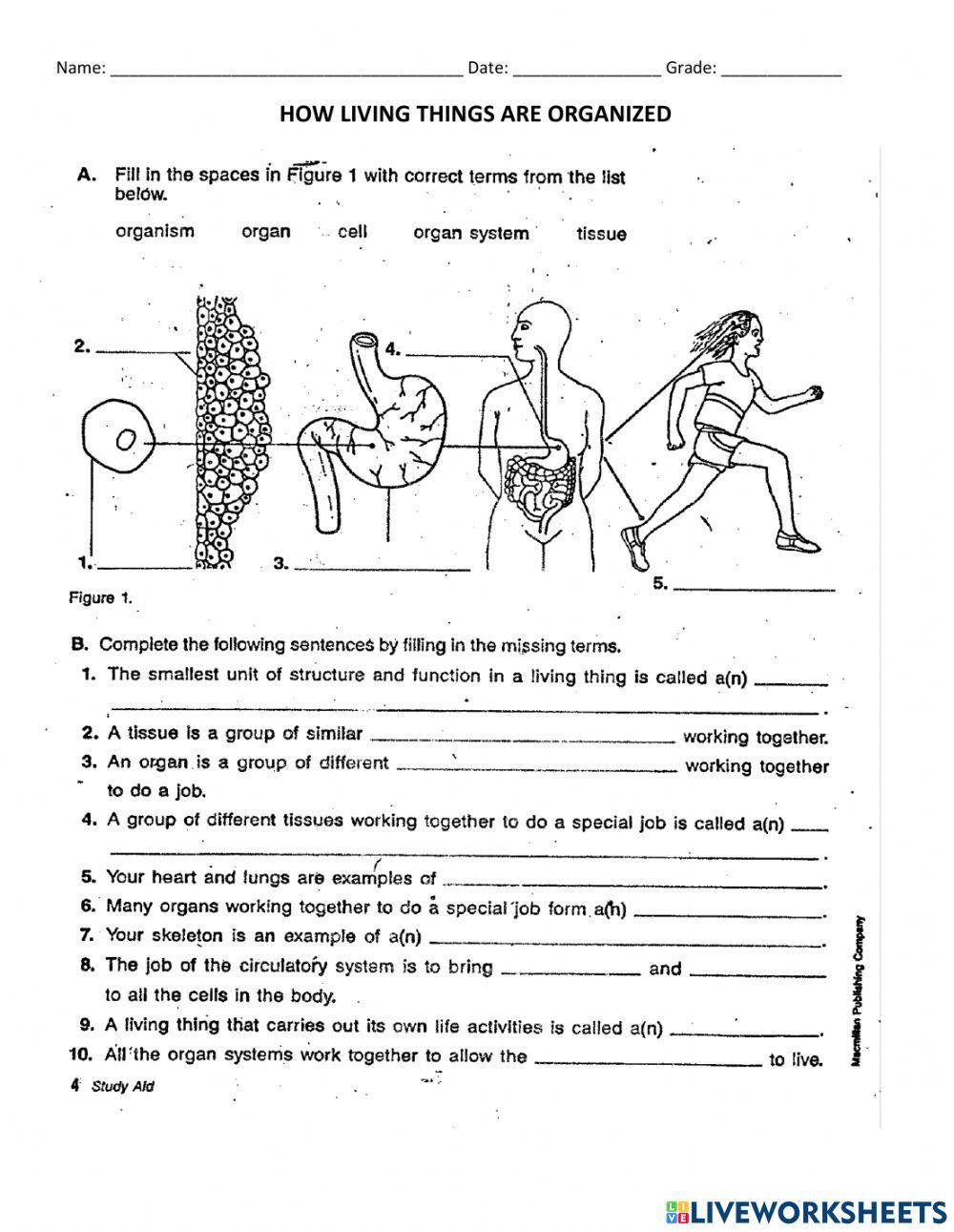 Levels Of Organization Worksheet Online Exercise For Live Worksheets Levels Of Organization Worksheet Online Exercise For Live Worksheets