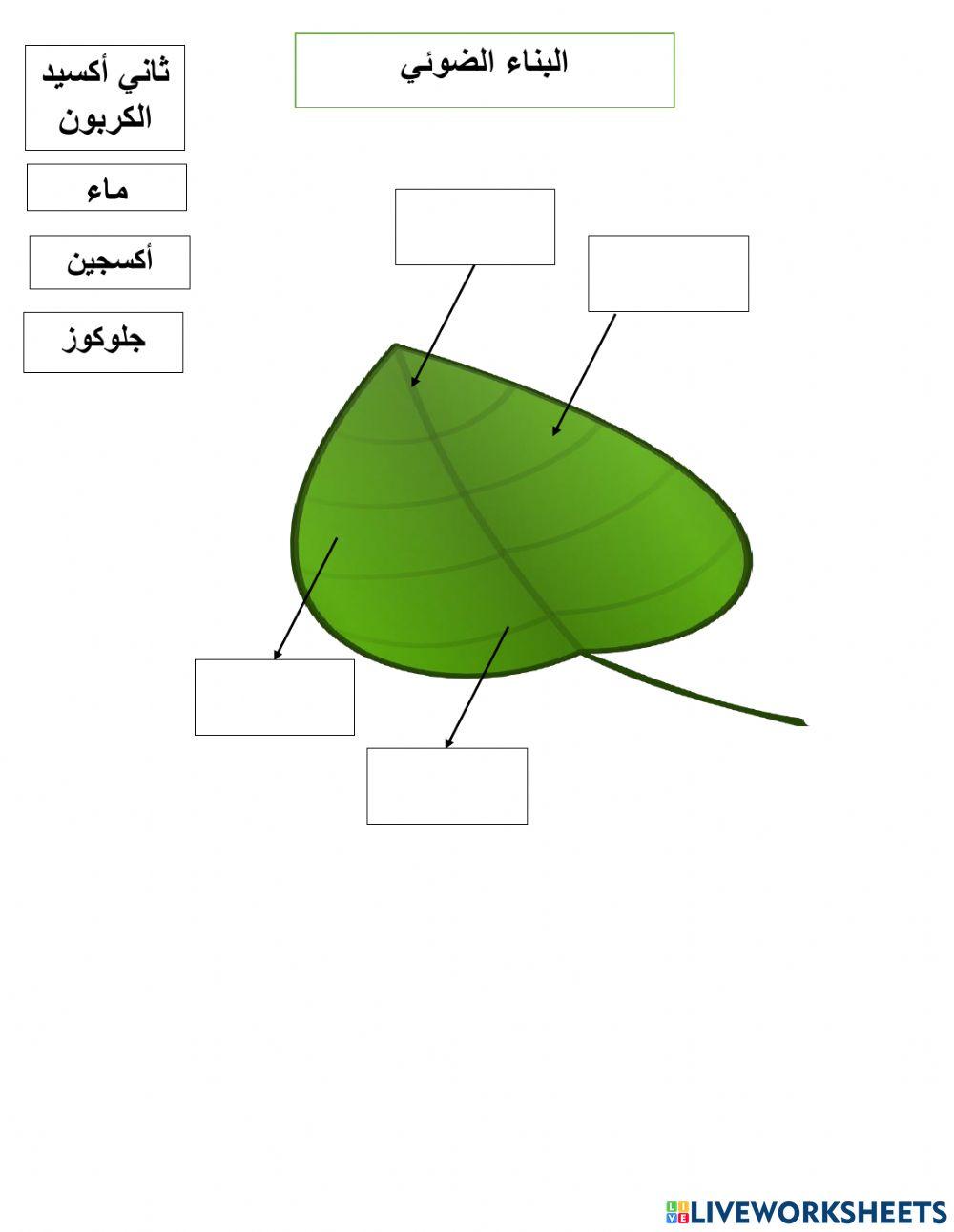 البناء الضوئي