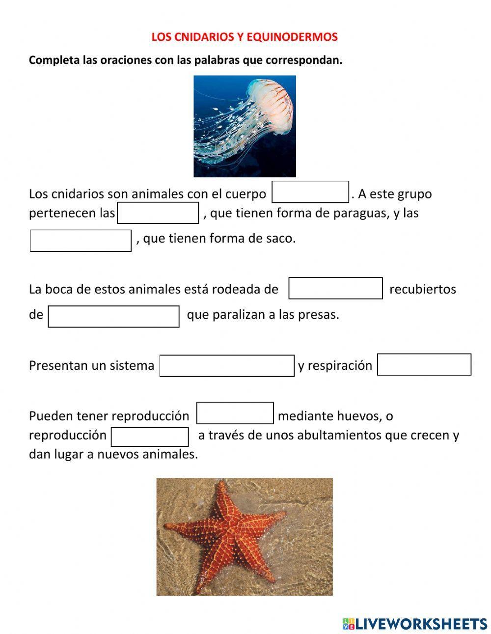 Los cnidarios y equinodermos