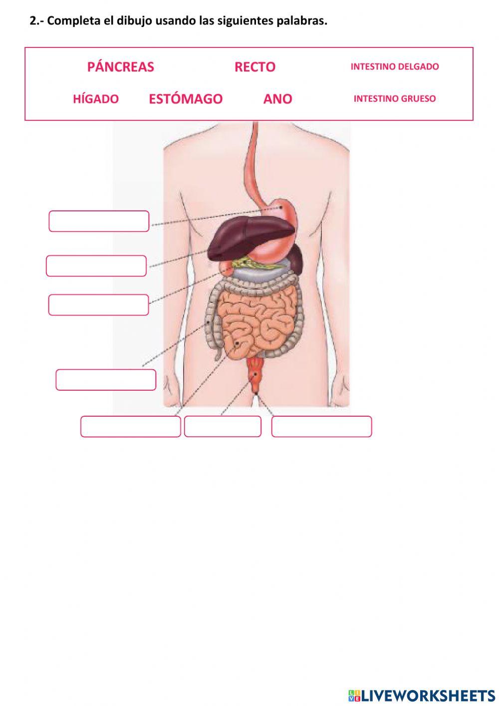 La nutrición: el aparato digestivo