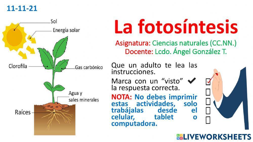 La fotosíntesis