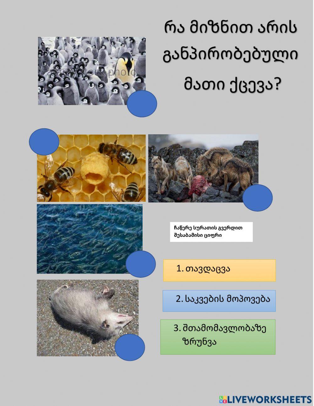 Ცხოველების ქცევა