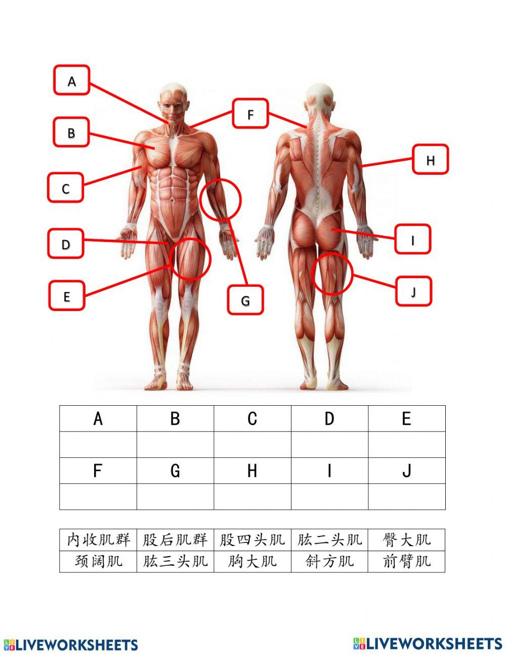 6年级体育 单元8