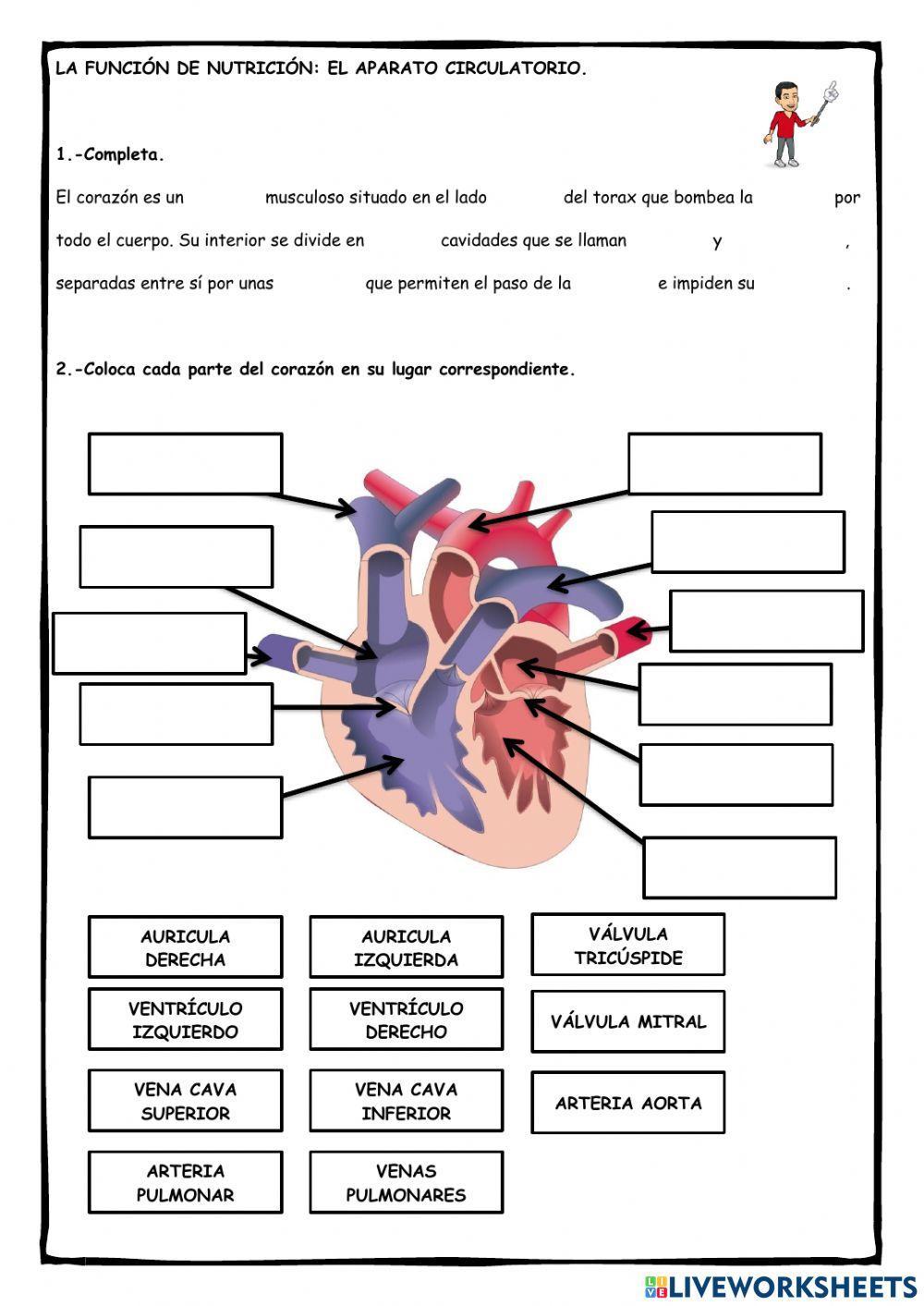 Función de nutrición: el aparato circulatorio