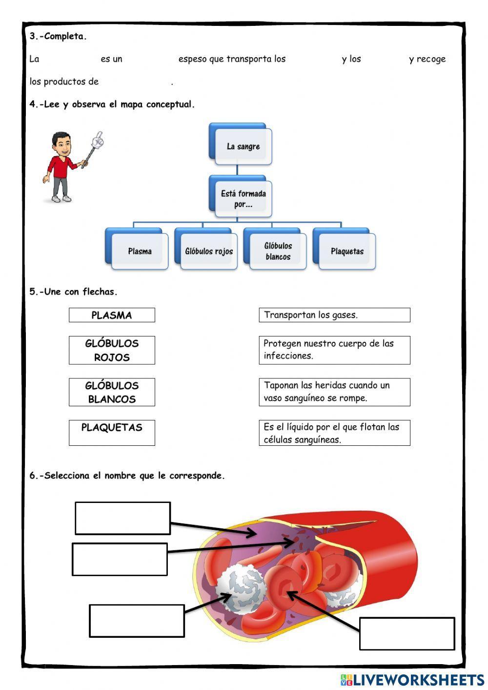 Función de nutrición: el aparato circulatorio