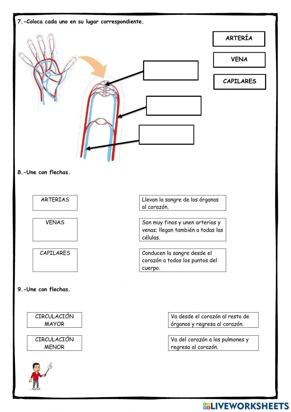 Función de nutrición: el aparato circulatorio