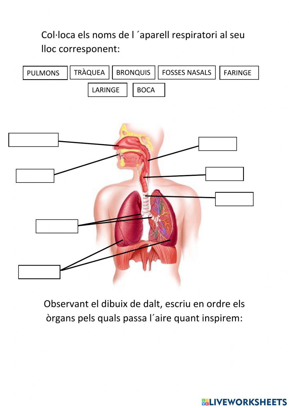 Sistema respiratori