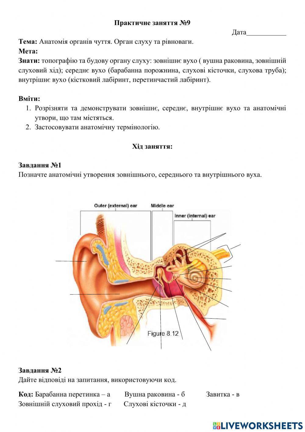 Орган слуху.