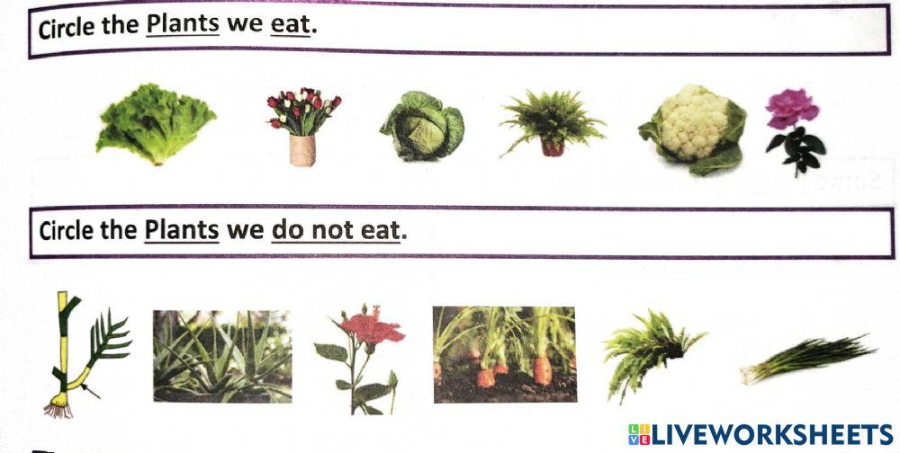 Plant we eat and do not eat