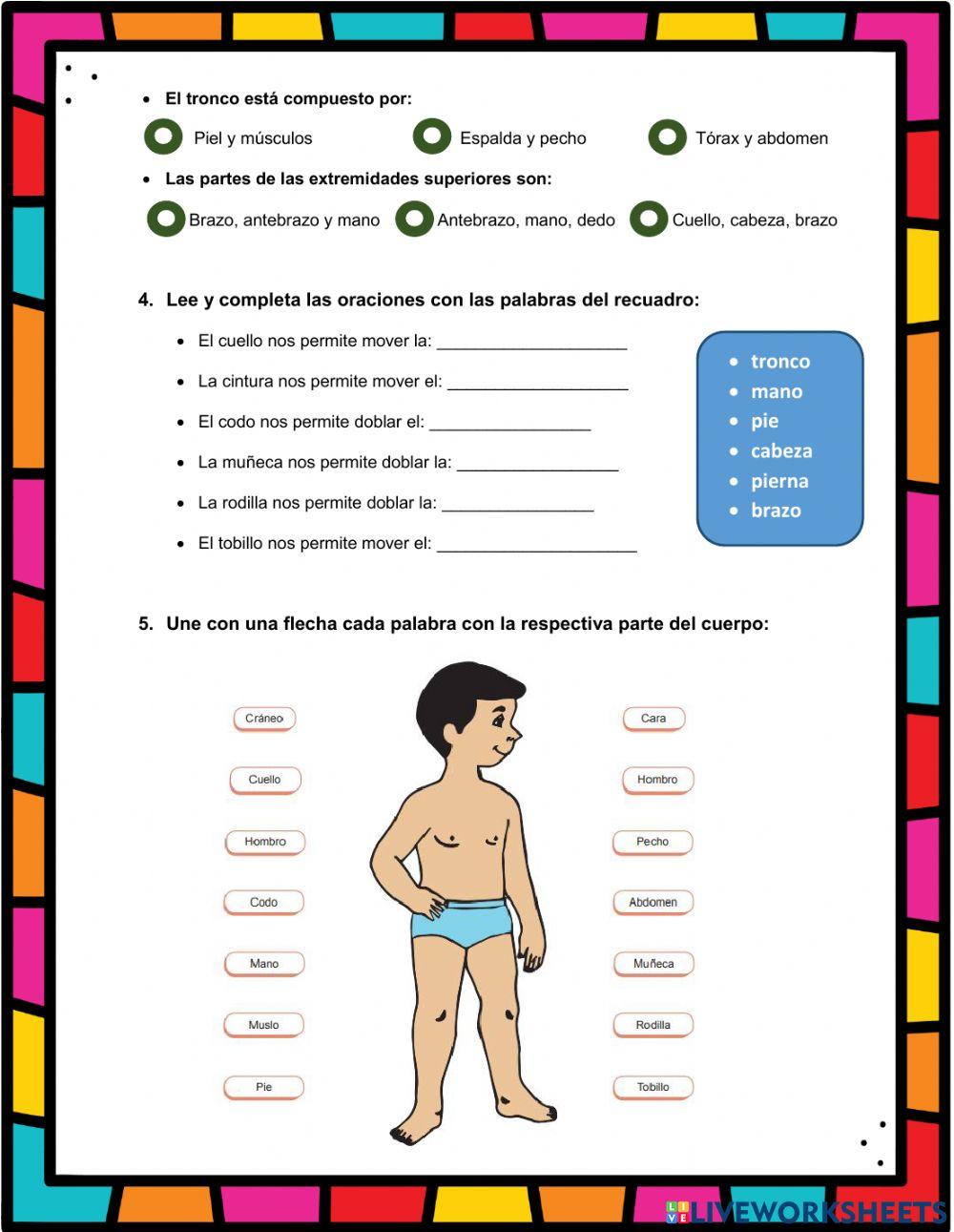 El cuerpo humano y sus partes