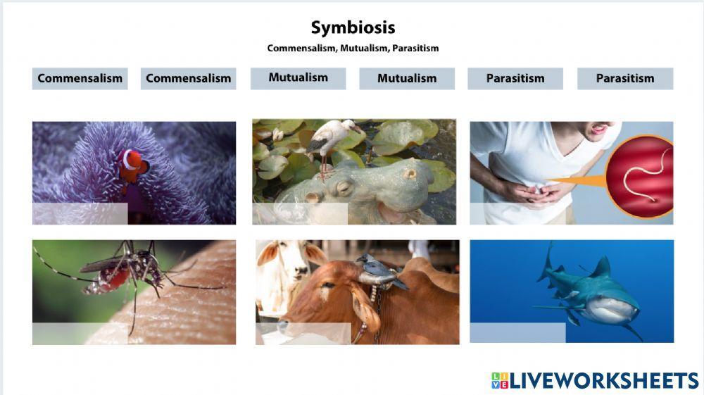 Symbiosis Free Interactive Worksheets 1635162