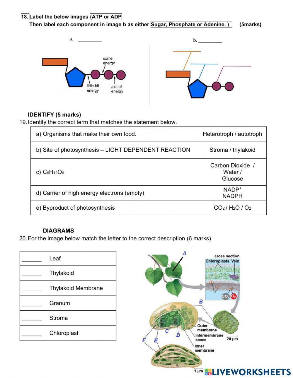 Photosnythesis Intro