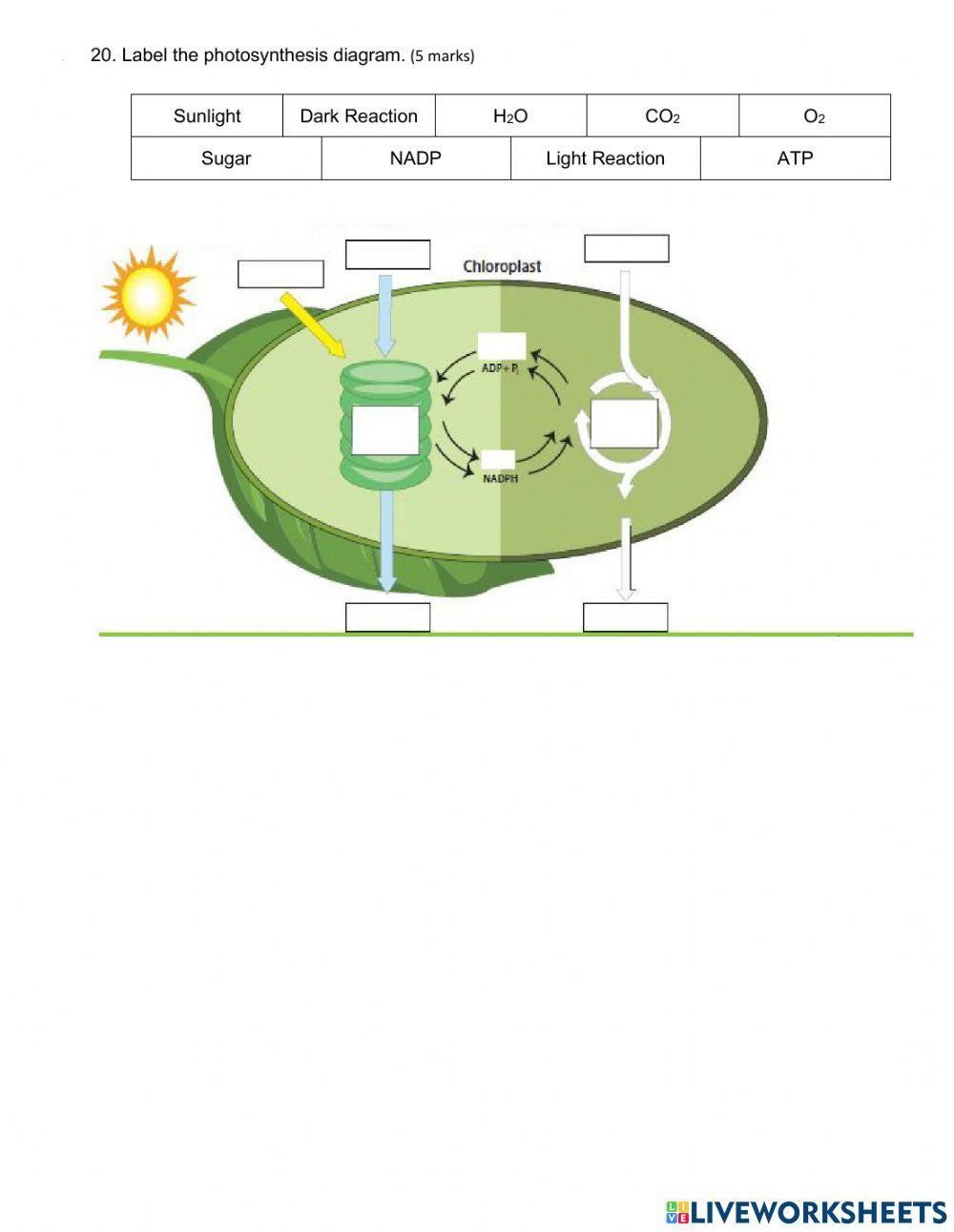 Photosnythesis Intro