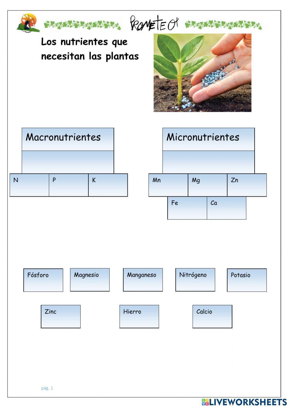 Nutrientes de las plantas