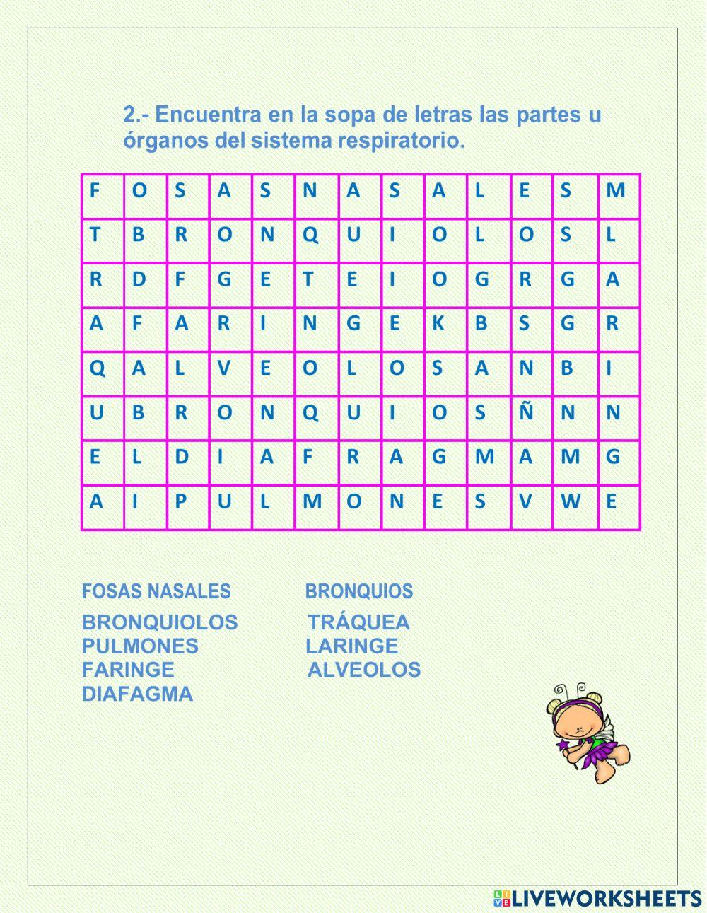 Sistema respiratorio