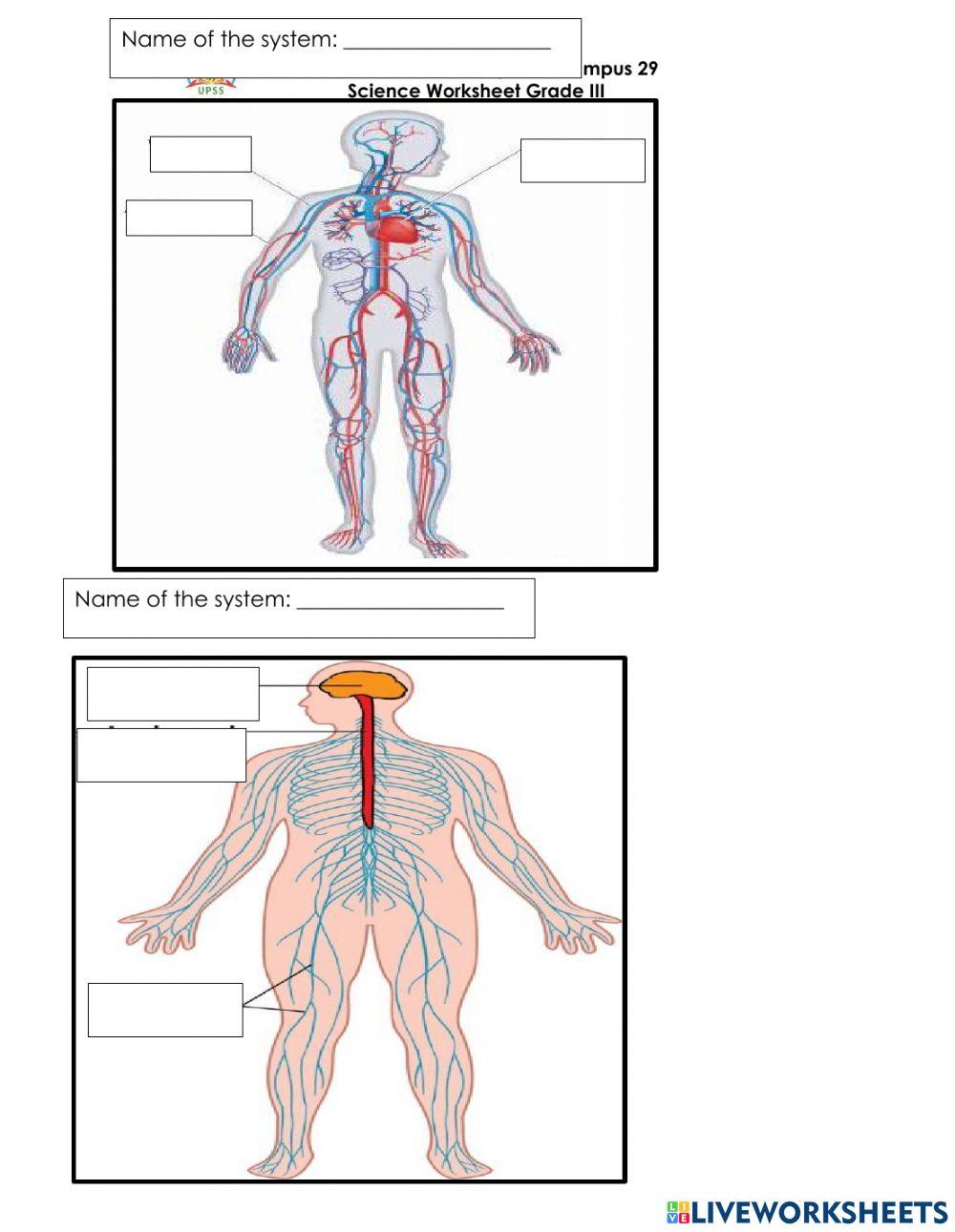 Our Body at Work Worksheet