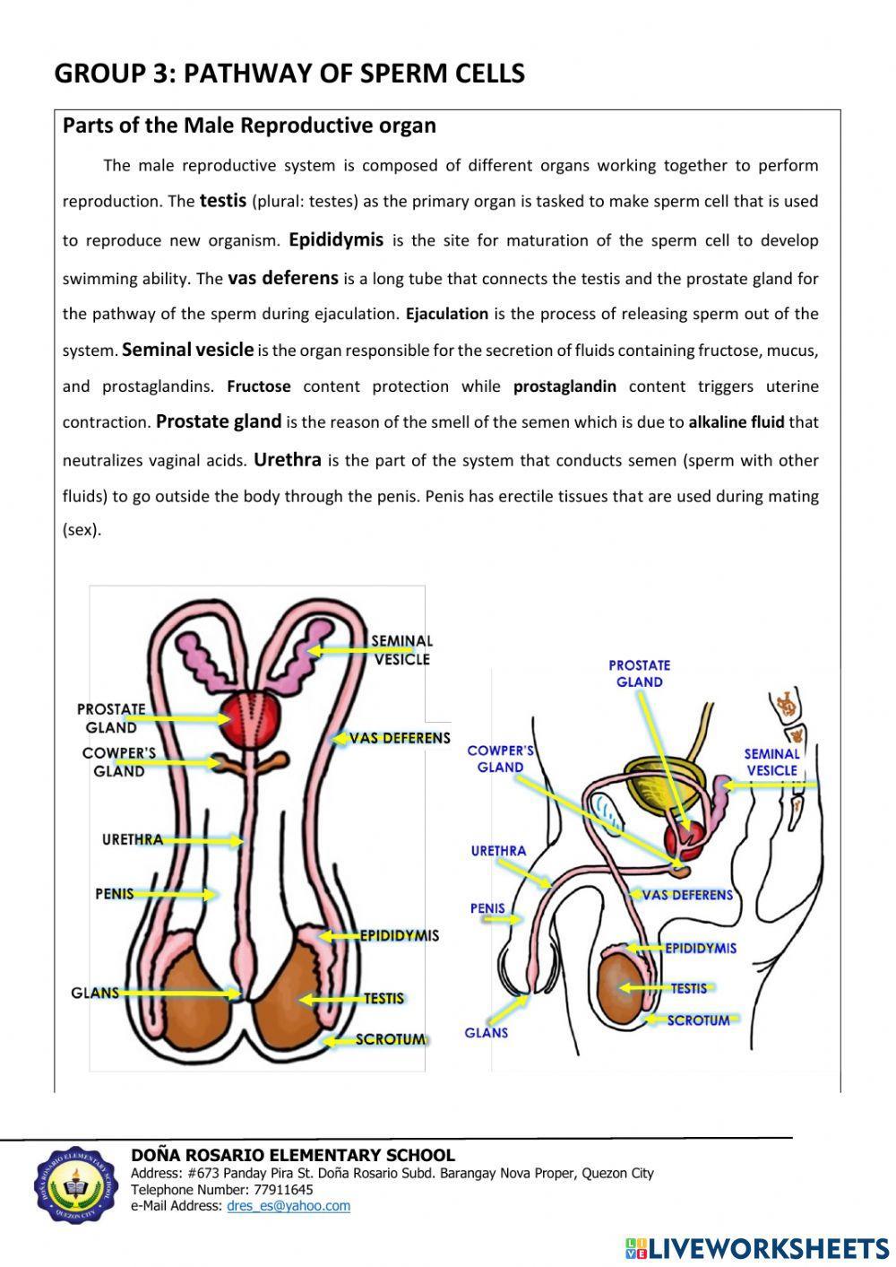 Pathway of sperm cells