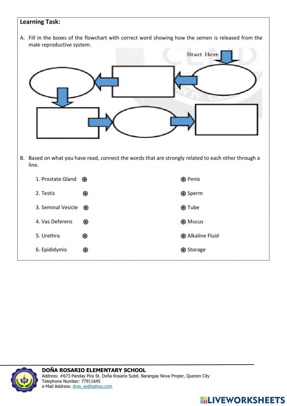 Pathway of sperm cells