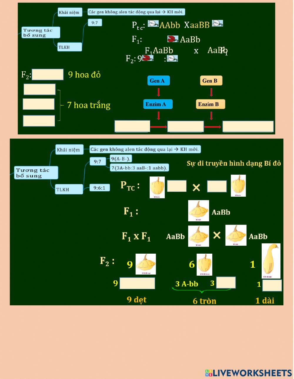 Bài 10 TƯƠNG TÁC GEN VÀ TÁC ĐỘNG ĐA HIỆU CỦA GEN