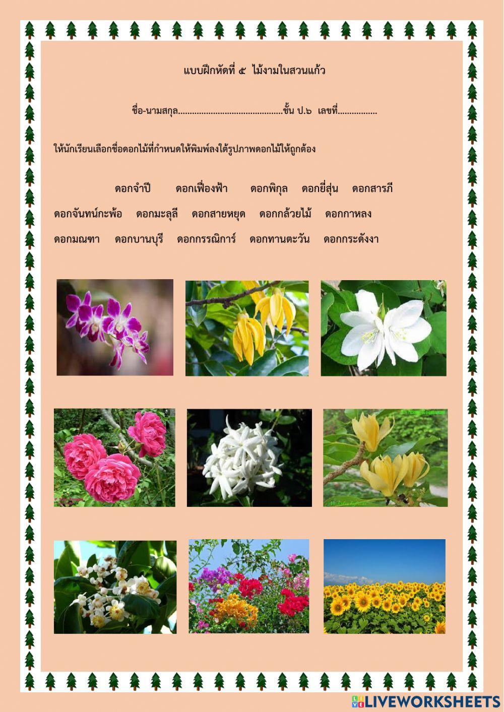 แบบฝึกหัดที่๕ ไม้งามในสวนแก้ว ป.๖