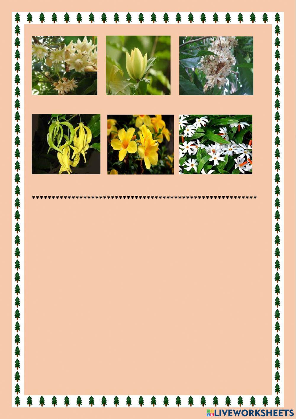 แบบฝึกหัดที่๕ ไม้งามในสวนแก้ว ป.๖