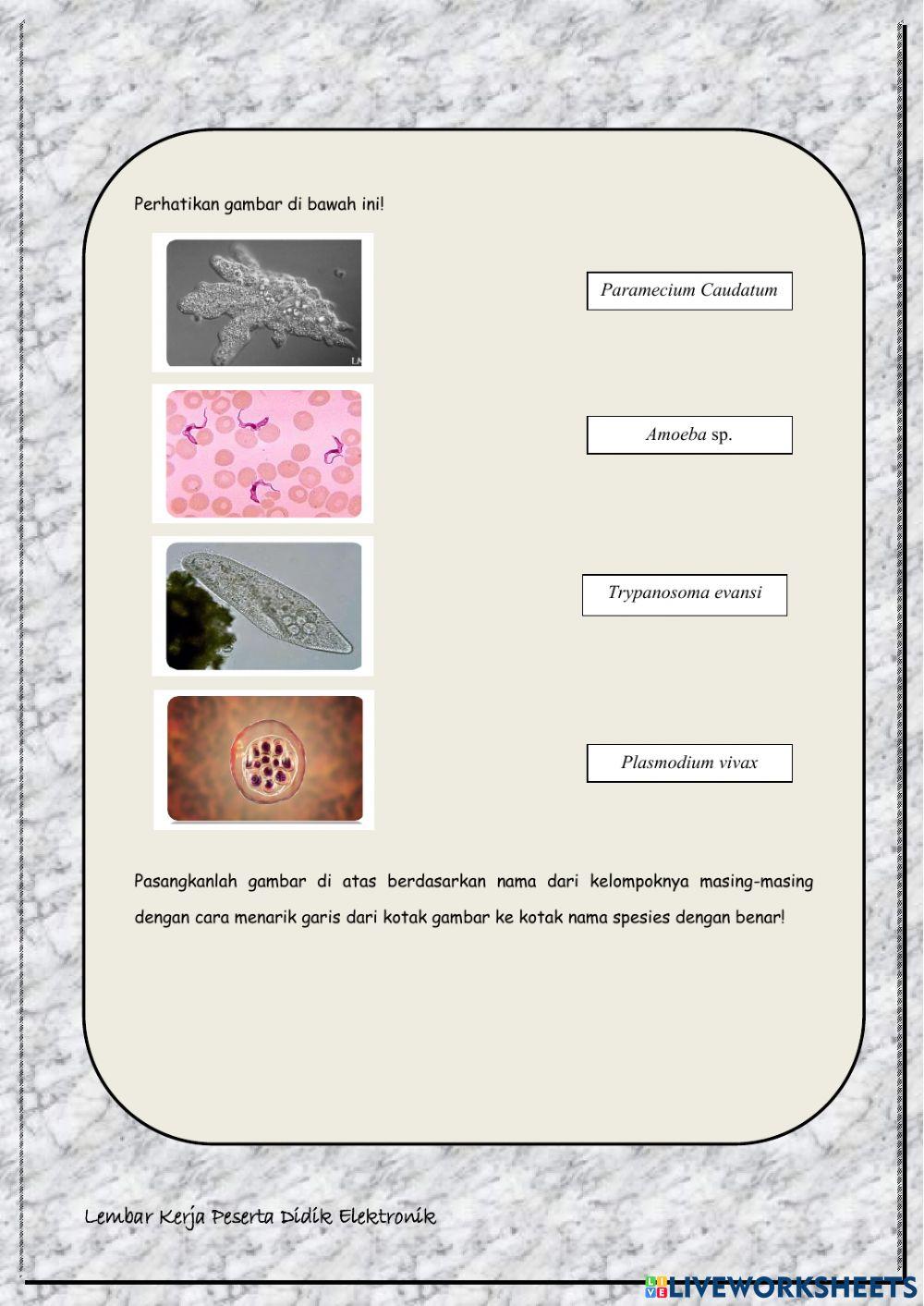 LKPD Elektronik Berbasis Pendekatan Saintifik Konsep Protista