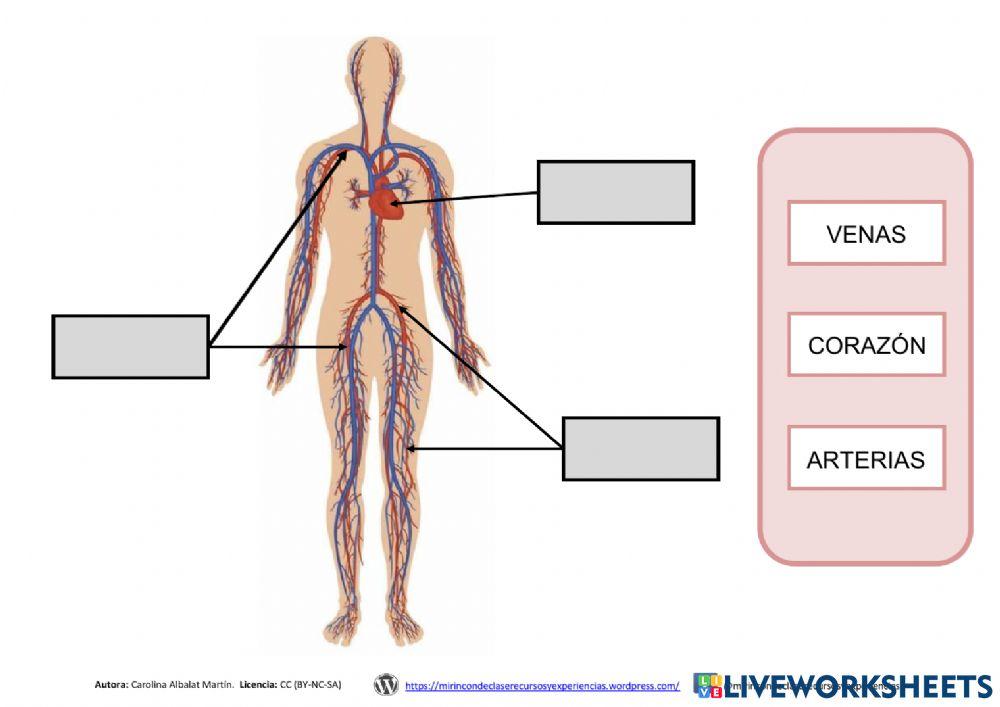 Aparato Circulatorio