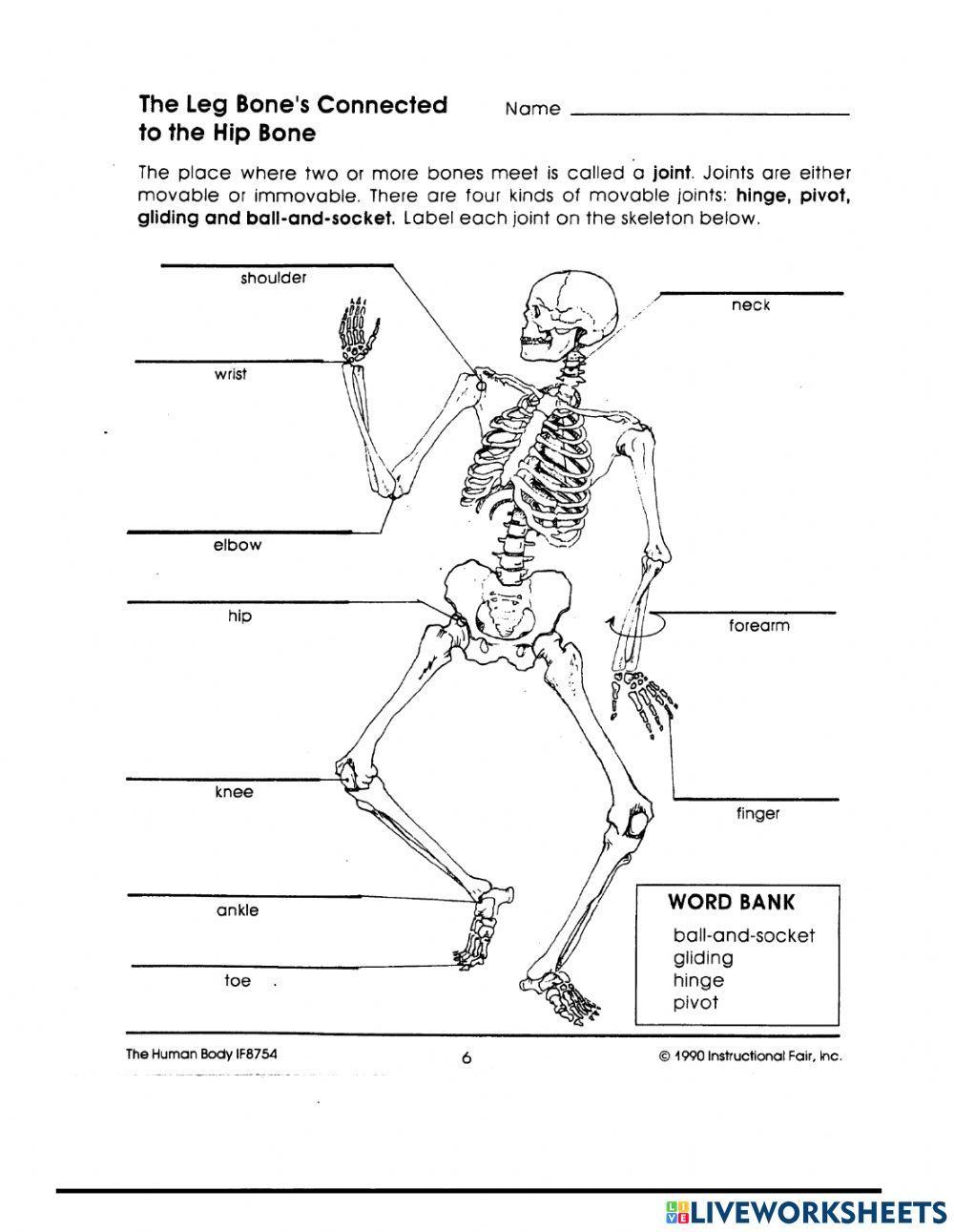 Skeletal Joints Worksheet