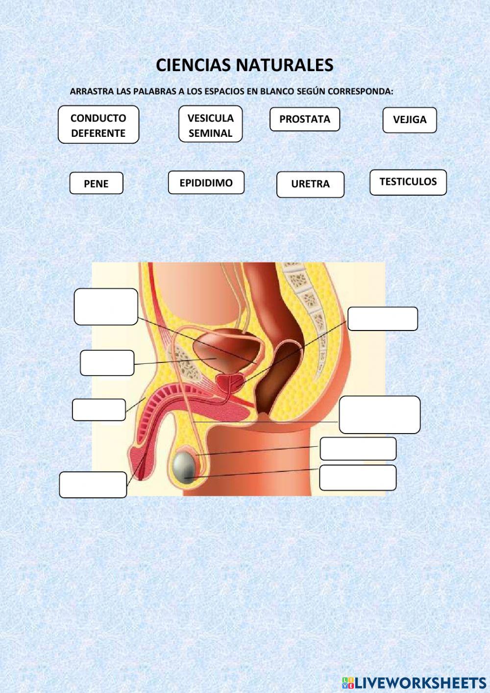 Aparato Reproductor Masculino