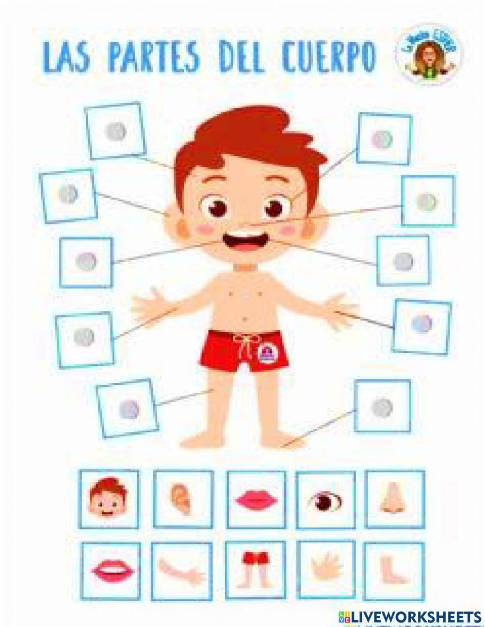 Cuerpo humano varón