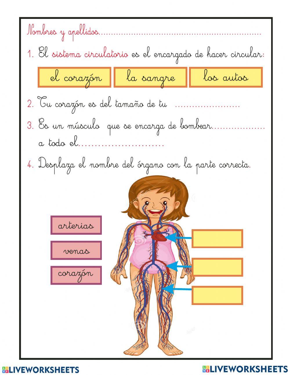 Sistema Circulatorio