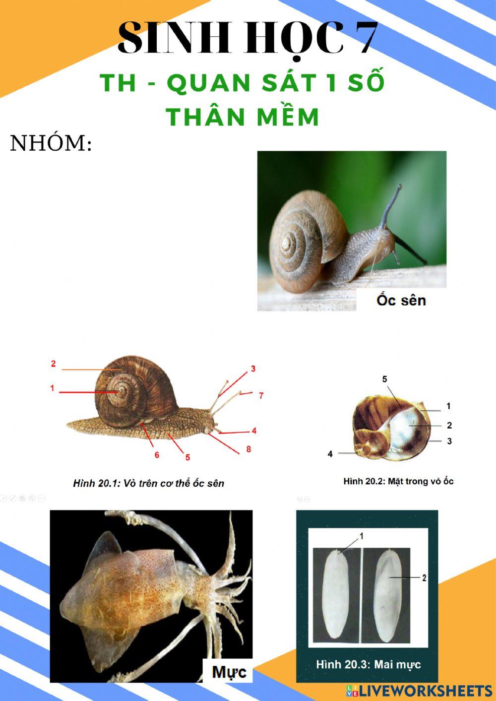 Thực hành Quan sát 1 số thân mềm