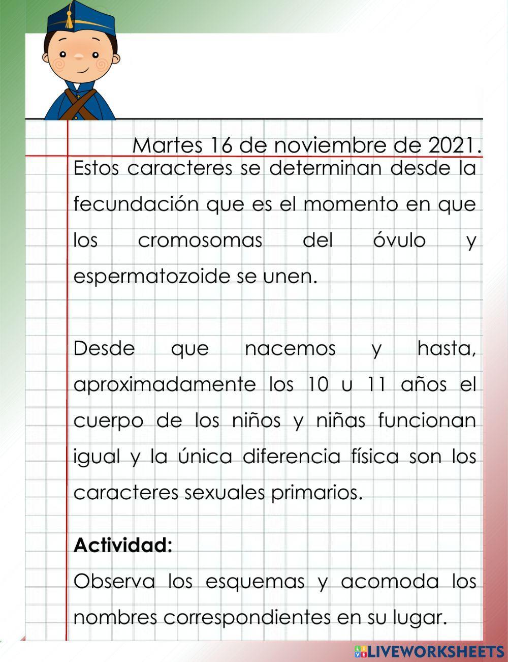 Caracteres sexuales primarios
