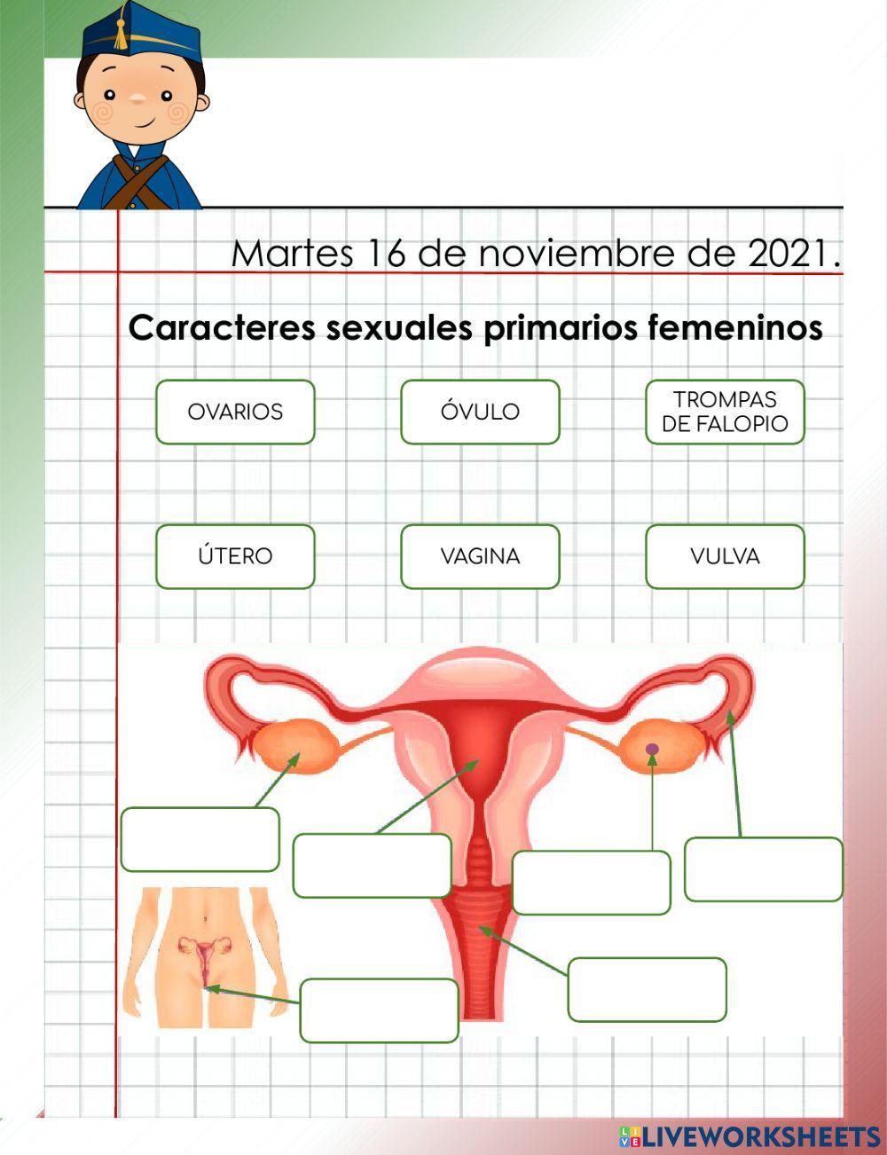 Caracteres sexuales primarios