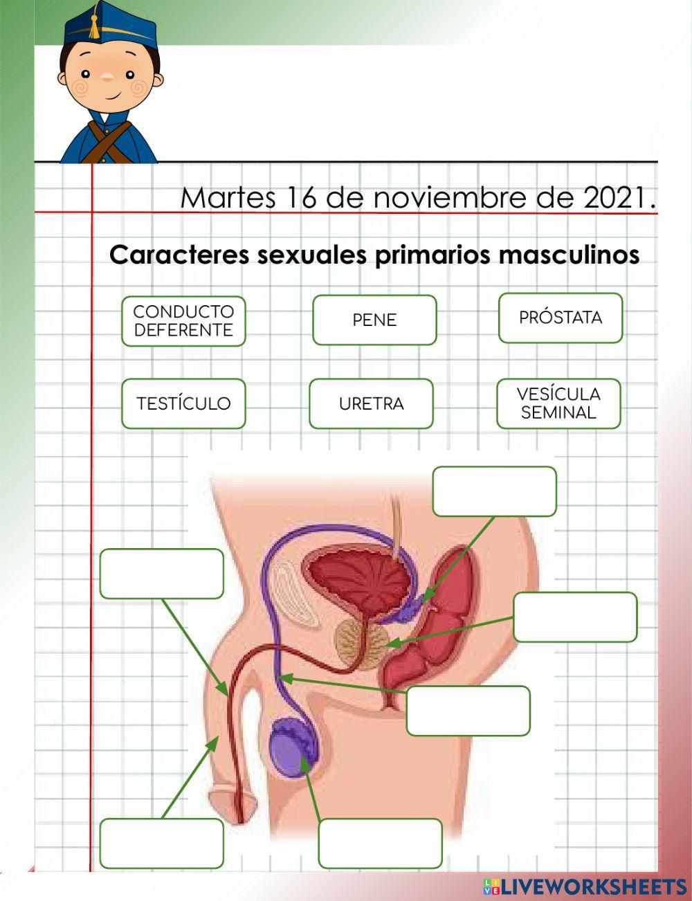 Caracteres sexuales primarios