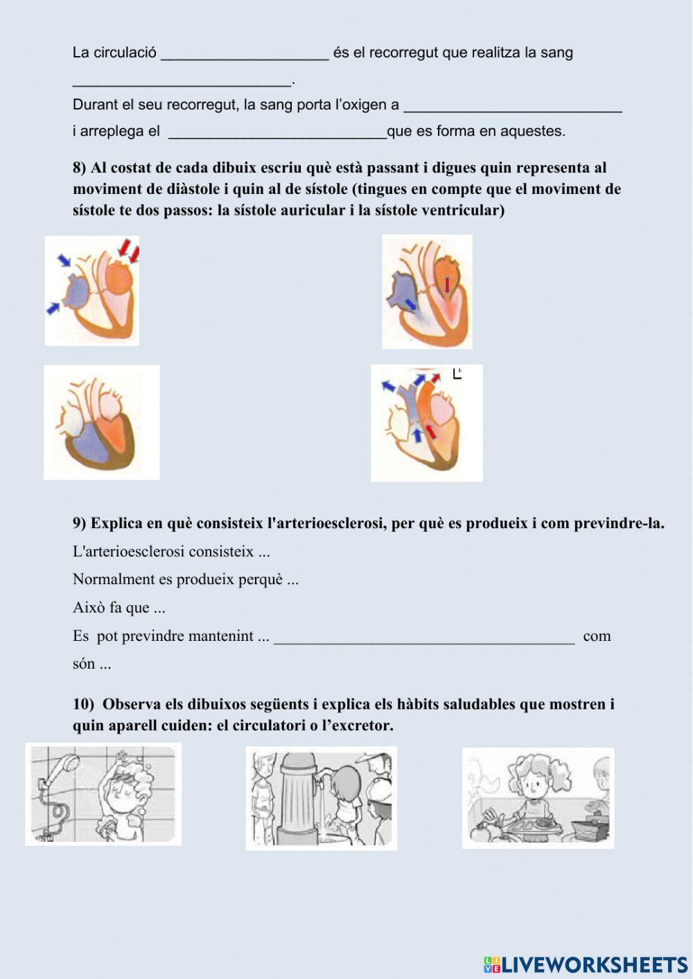 L'aparell circulatori i excretor