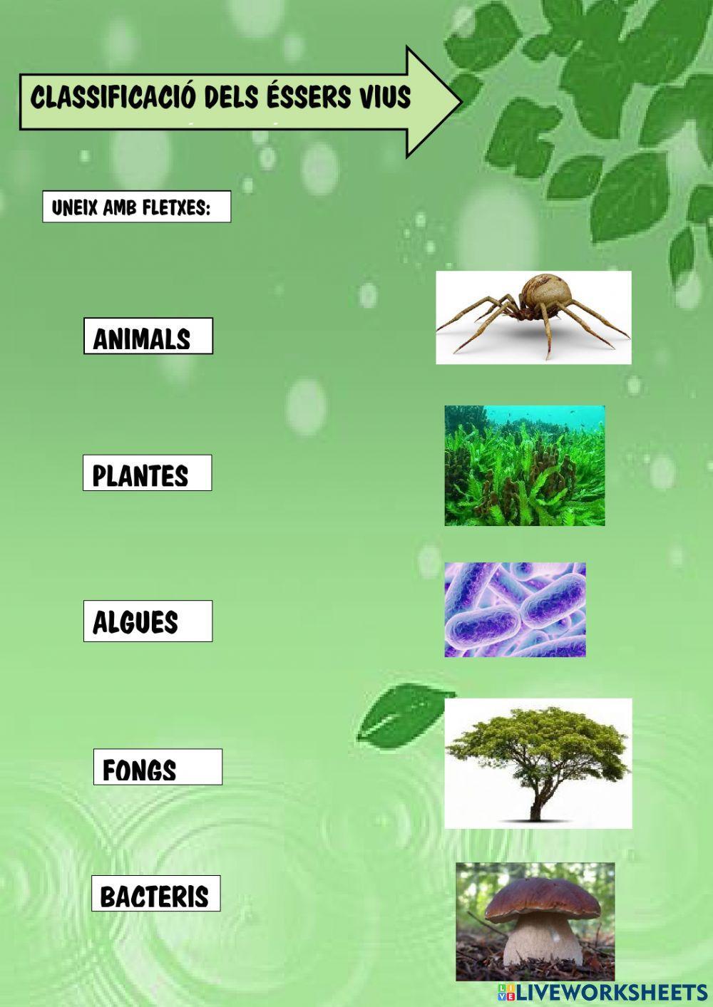 Classificació dels éssers vius