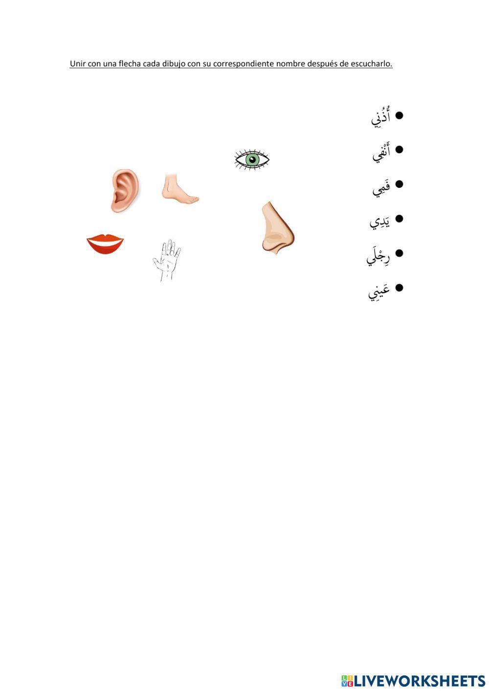 Partes del cuerpo en arabe