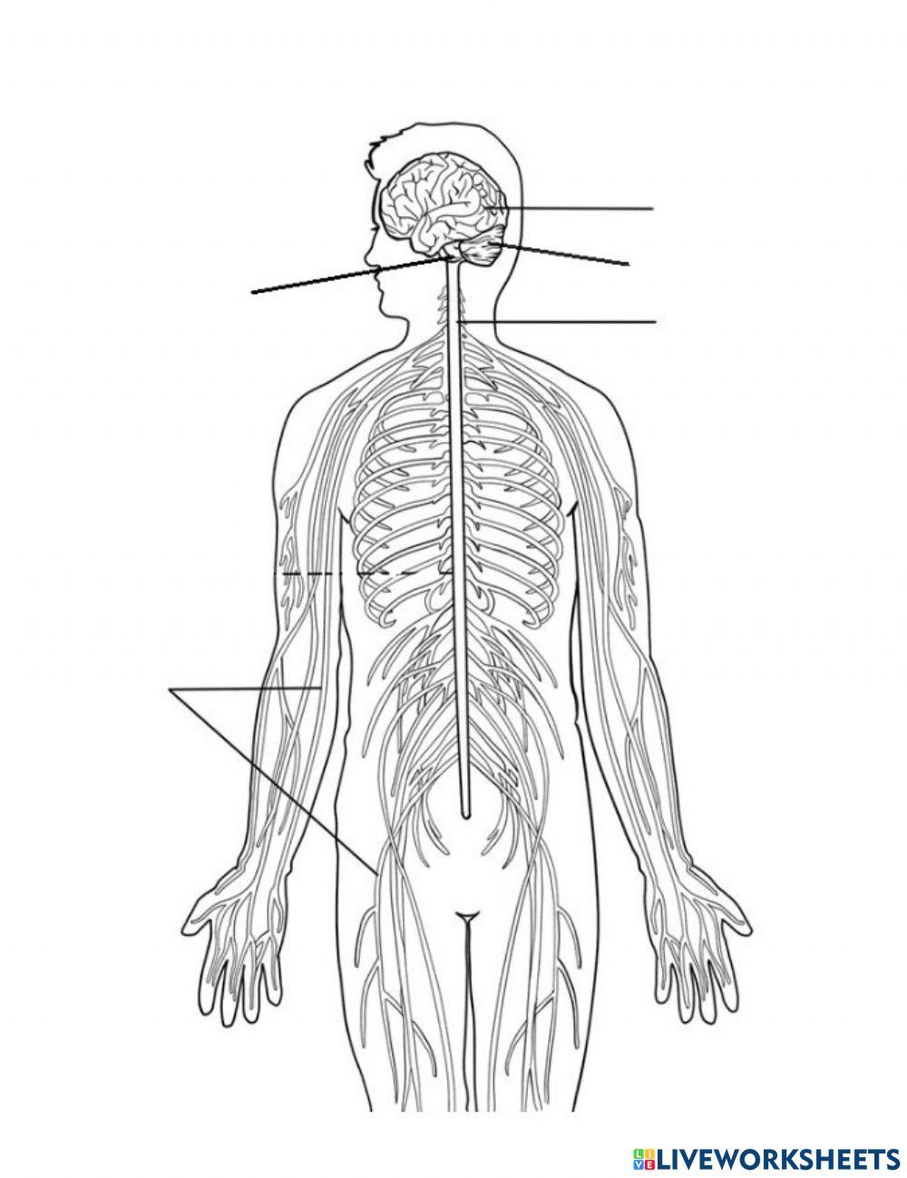 Sistema nerviós